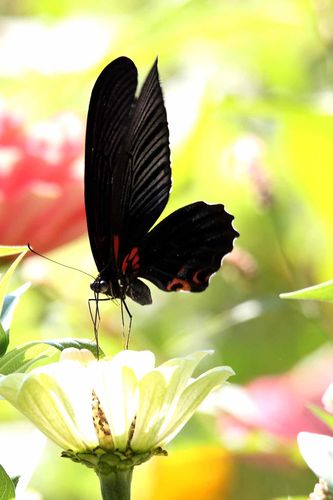 蝶恋花