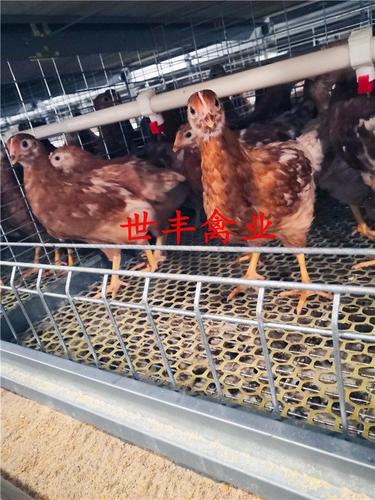 青年鸡,育成鸡,海兰褐青年鸡,海兰蛋鸡,罗曼青年鸡,罗曼蛋鸡,青年鸡