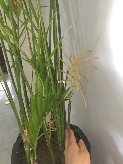 散尾葵会开花986315 你家的散尾葵也是这样_花盆_玩具_家居家装