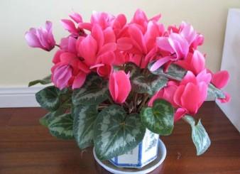 仙客来叶子发黄怎么办?是什么原因_园林花卉_行业资讯