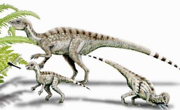 凹齿龙欧洲小型食草恐龙长4米距今6500万年前