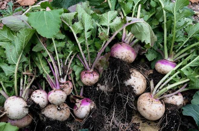 【芜菁】芜菁的功效与作用_禁忌及副作用_芜菁的食用