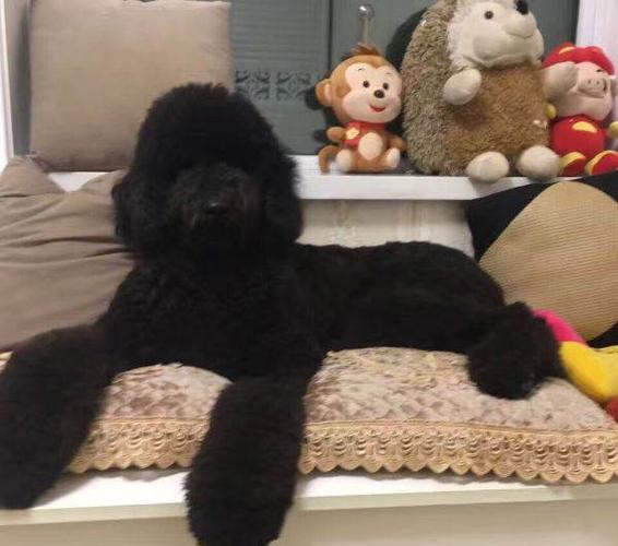 巨贵宝宝出售乌鲁木齐莱茵庄园