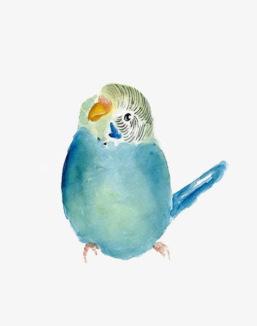 可爱水彩鹦鹉