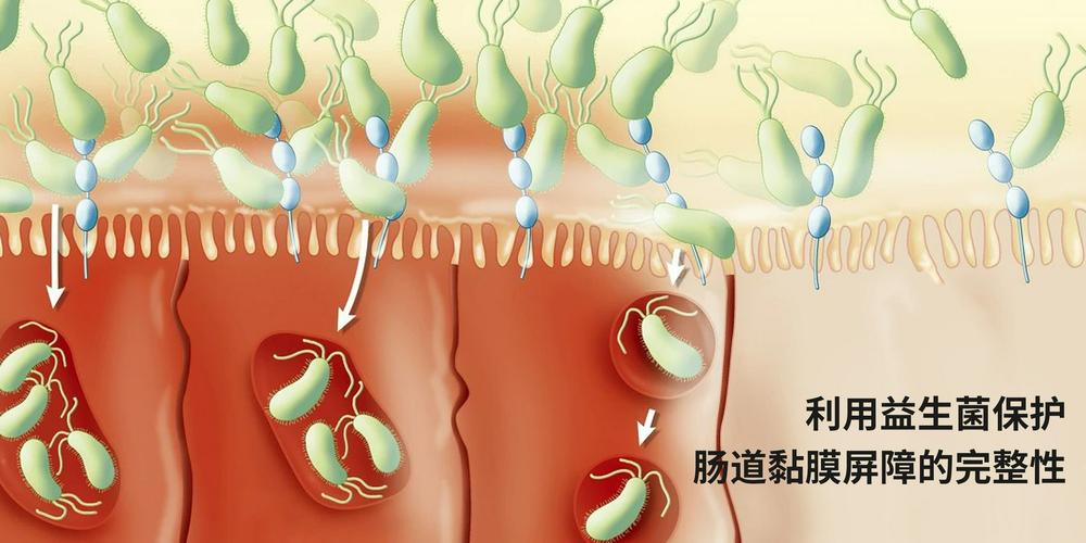 肠道不好就吃益生菌小心黏膜屏障不完整越吃肠道损伤越狠