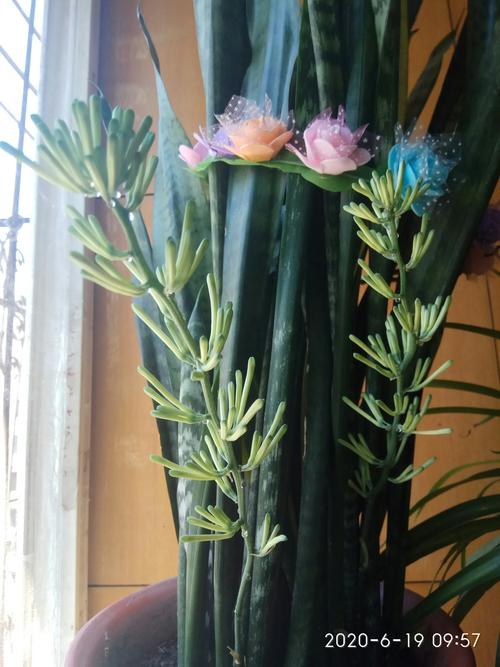 据说"虎皮兰"开花是个好兆头.又名"千岁兰",也有