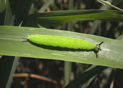 十种美丽的蝴蝶和它们丑陋的幼虫