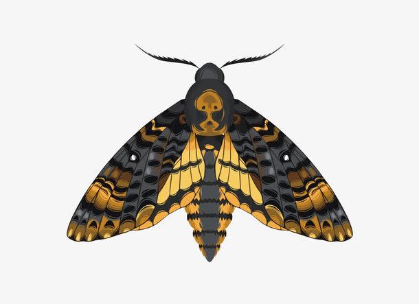 关键词 : 卡通,手绘,蛾子,翅膀,飞蛾