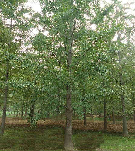 大量供应胸米径30cm银杏树30公分白果树邳州基地规格全量.