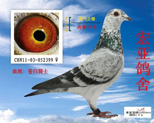 苍白骑士_宏亚鸽舍_ ag188.com爱鸽商城_中国信鸽信息