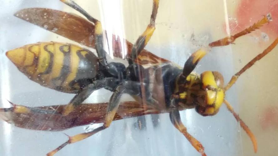 这是什么种类的蜜蜂?