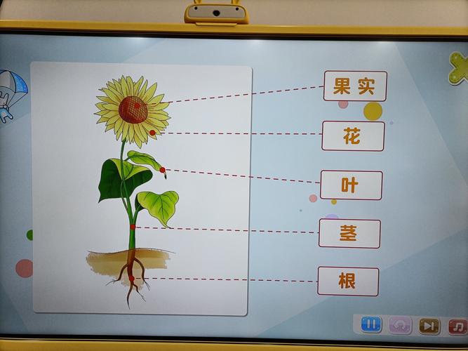 让小朋友知道向日葵是由哪几部分组成以及向日葵生长需要的条件(阳光