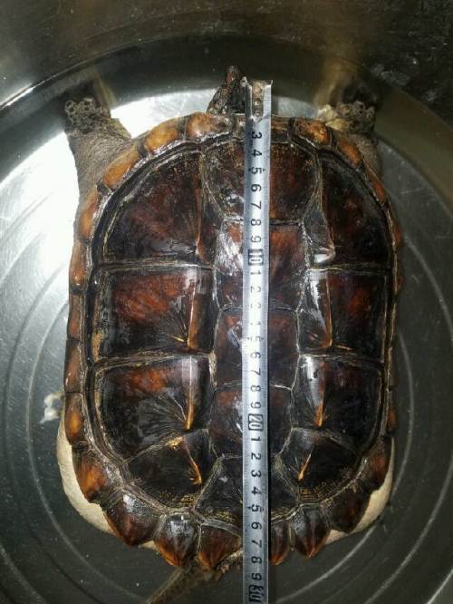 出售巴西龟,体型健壮.