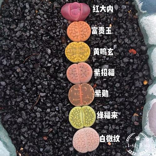 生石花品种图(1)_家装_家居_家居装饰_家居家装_家居