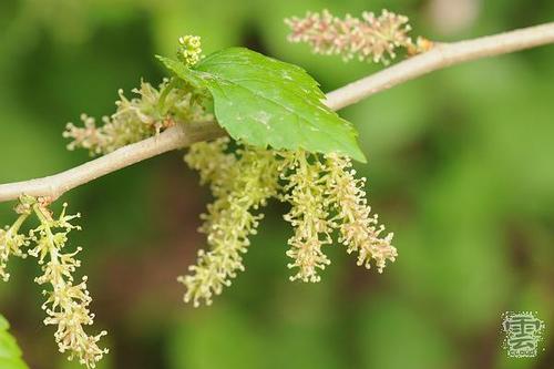 是桑树吗?结桑椹的那棵?