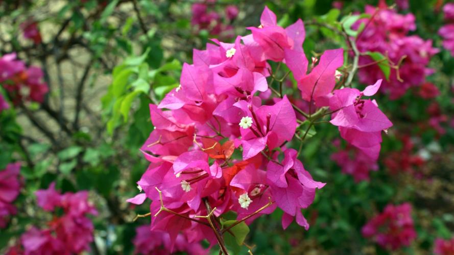 好看的三角梅图片大全(8/11)