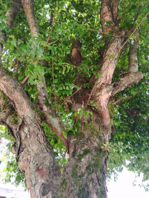 干枝上有刺,八月份开花,这是柞木还是刺篱木?