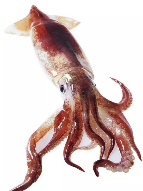 有着一肚子的墨水, 却是鱿鱼家族的小可爱! ——东山小管