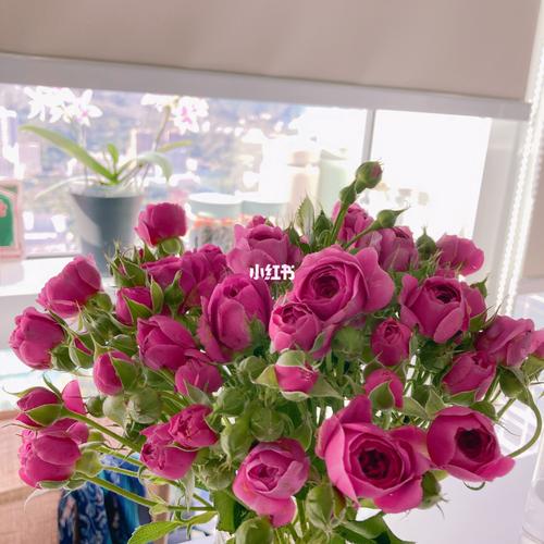 多头玫瑰-丁香泡泡_深业上城自由行热门攻略_家居家装