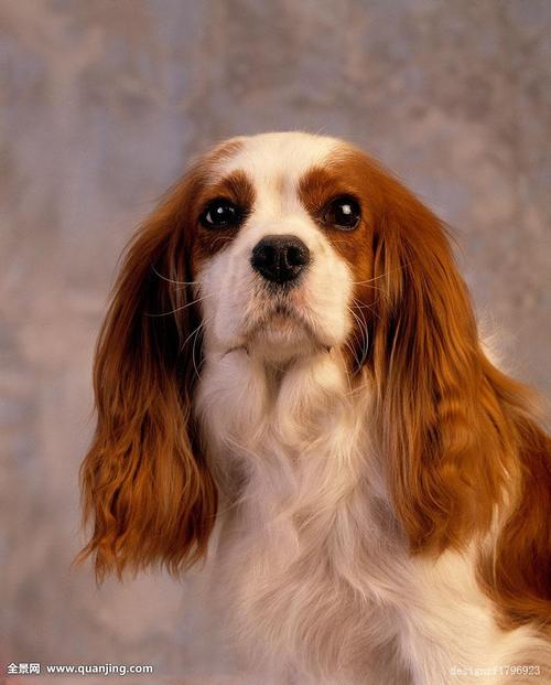 2,还有查尔斯长毛垂耳犬,也很相似.