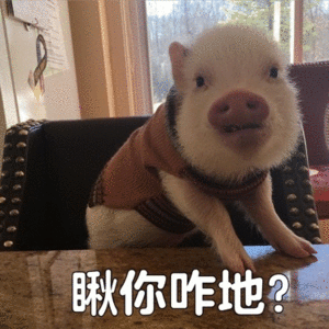 吸猪 表情包