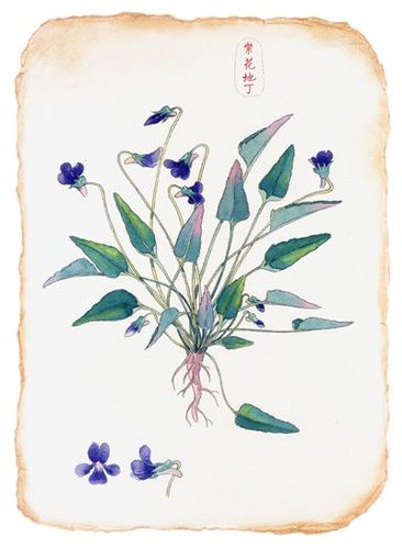 一个插画师眼中的植物之美--紫花地丁