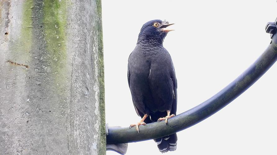 八哥叫声重复播放设置 (第1页)