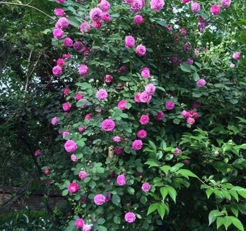 盘点9大常见的蔷薇花品种你见过几种