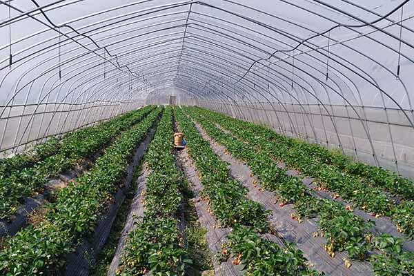 连云港蔬菜种植大棚价格
