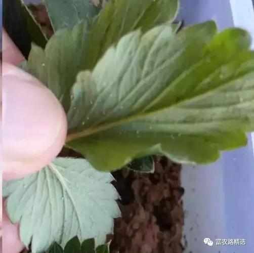 图:蓟马比较小白天不易观察到,危害后叶脉发黑,严重不吐新叶 4,蚜虫
