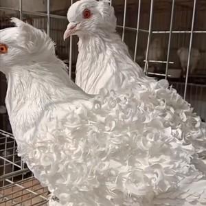 观赏鸽芙蓉马甲