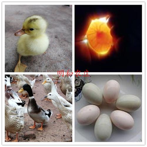 购客受精种蛋 免邮 新鲜麻鸭种鸭蛋 可孵化土鸭水鸭蛋麻鸭种蛋30枚