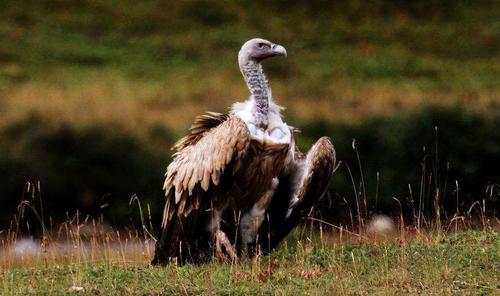 秃鹫为什么头上没有毛只吃腐食 它为什么是分解者?
