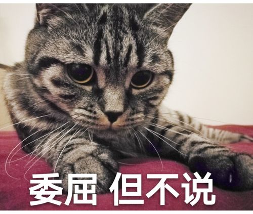 阿三表情包_表情包_宠物_小红书