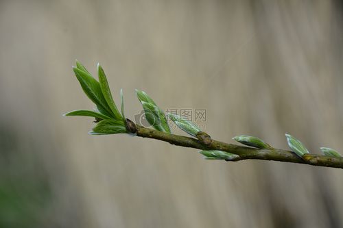 树枝上的嫩芽