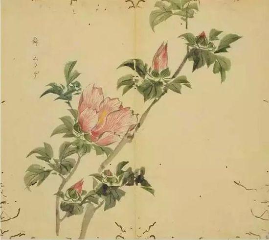 《诗经》里那些名字好听的花草