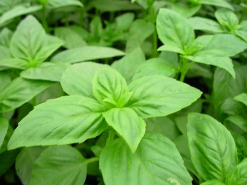 供应甜罗勒种子