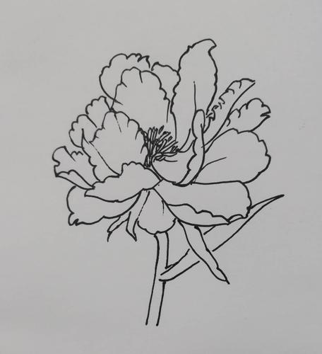 其它 【停课不停学文化美术课堂之】如何写生芍药花
