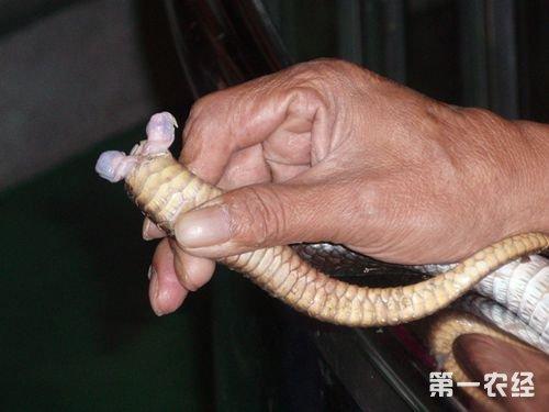 【专家解答】蛇鞭是公蛇的生殖器官,公蛇有两条交配器.