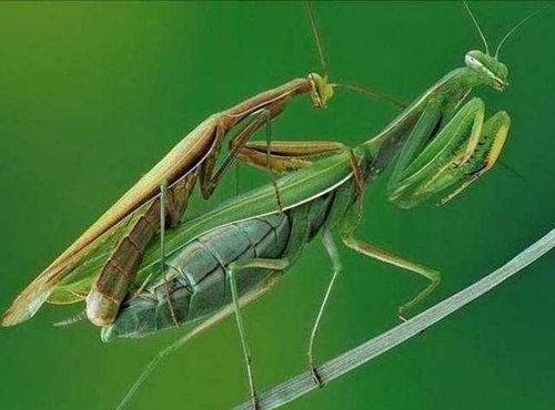 每次螳螂交配后母螳螂都会吃掉公螳螂为什么公螳螂还不跑