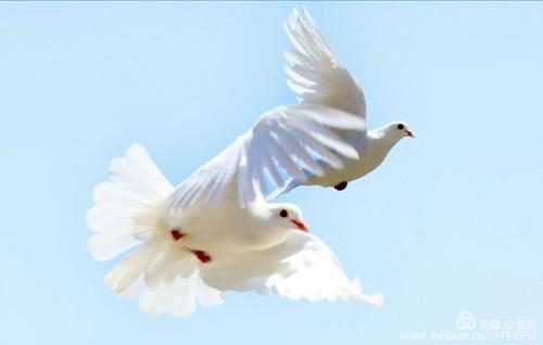 其它 大连旅顺口 拍鸽子 写美篇白鸽美丽无暇 眸中尽是美好 我已此片