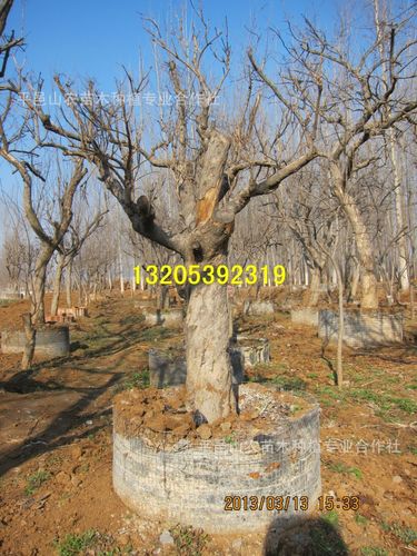 古石榴树大树盆栽石榴树桩盆庭院别墅绿化造型树