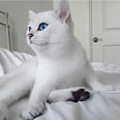 coby英国短毛猫