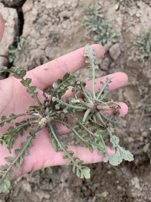 "真假"荠菜_美食_美食_美食展示