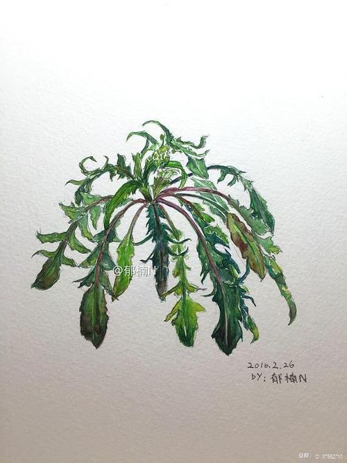 郁楠n的相册-水彩手绘