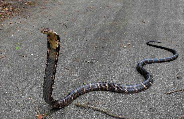 蛇界的国王世界上最长的毒蛇眼镜王蛇