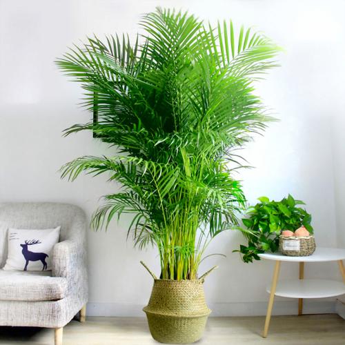 购客散尾葵盆栽室内大型植物袖珍椰子客厅盆栽花卉盆景防雾霾吸甲醛