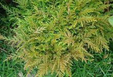 《广西药植名录》),岩柏草,石柏(《浙江天目山药植志》),岩柏枝