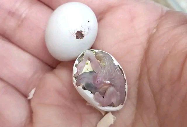 最近虎皮鹦鹉产蛋出壳几率低的原因!