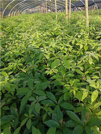 鄂州8公分金丝楠木服务商